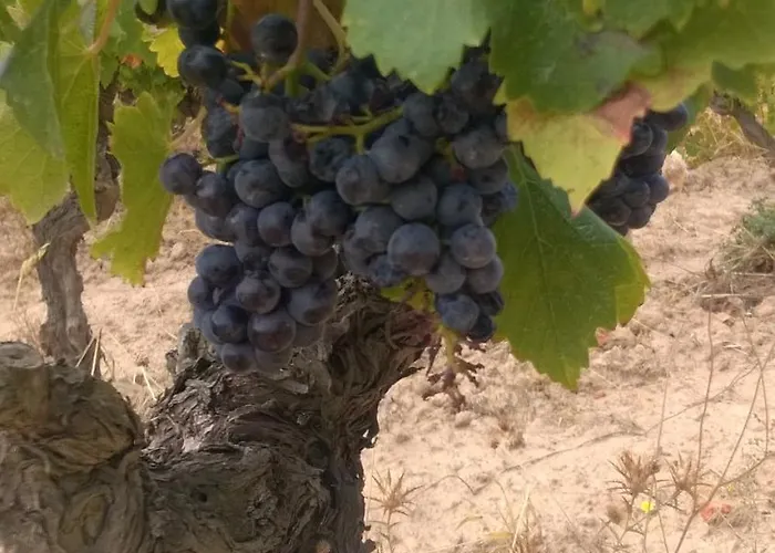 Domaine D'azeou